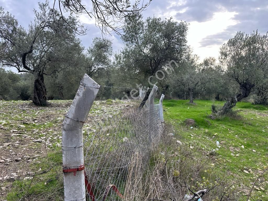 Ayvada'dan Ayvalık Gazikemalpaşa Deniz Manzaralı 2 Dönüm Bakımlı Zeytinlik - Görsel 9
