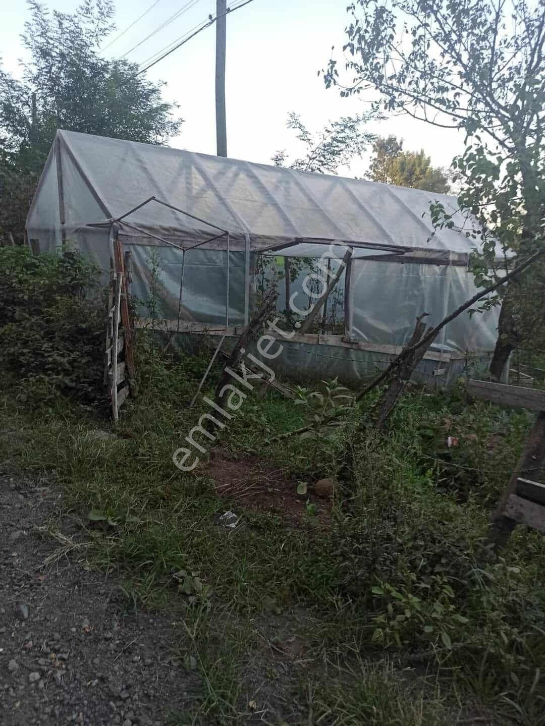 Samsun Terme Uzungazi Mah De Satikik Evi Ahiri Olan Findik Bahcesi Satikikdir - Görsel 12