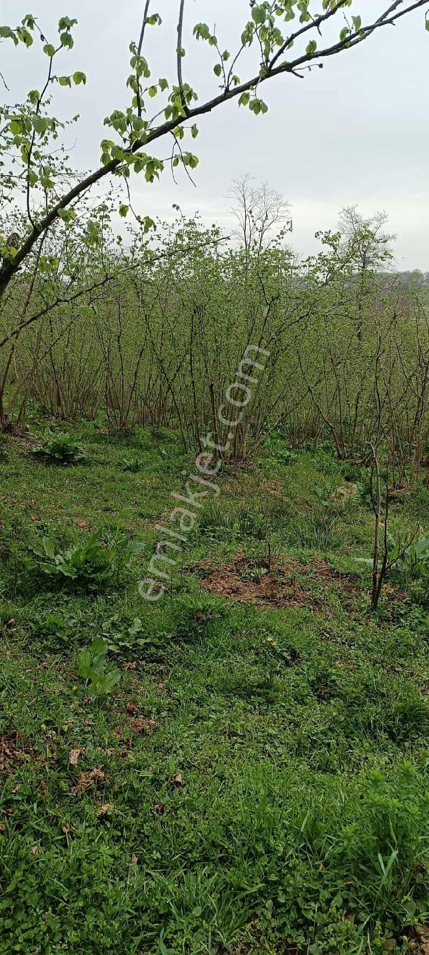 Samsun Terme Uzungazi Mah De Satikik Evi Ahiri Olan Findik Bahcesi Satikikdir - Görsel 8