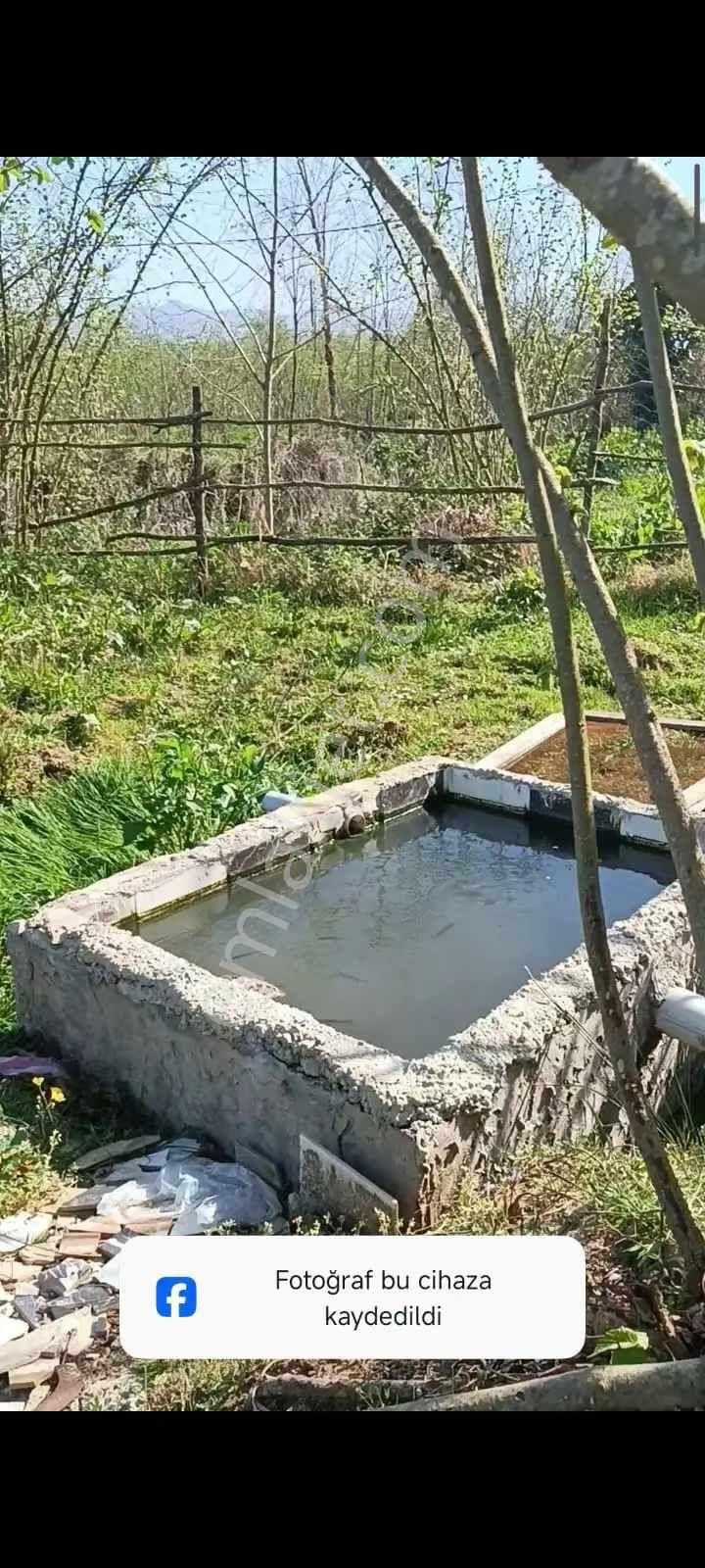 Samsun Terme Uzungazi Mah De Satikik Evi Ahiri Olan Findik Bahcesi Satikikdir - Görsel 10