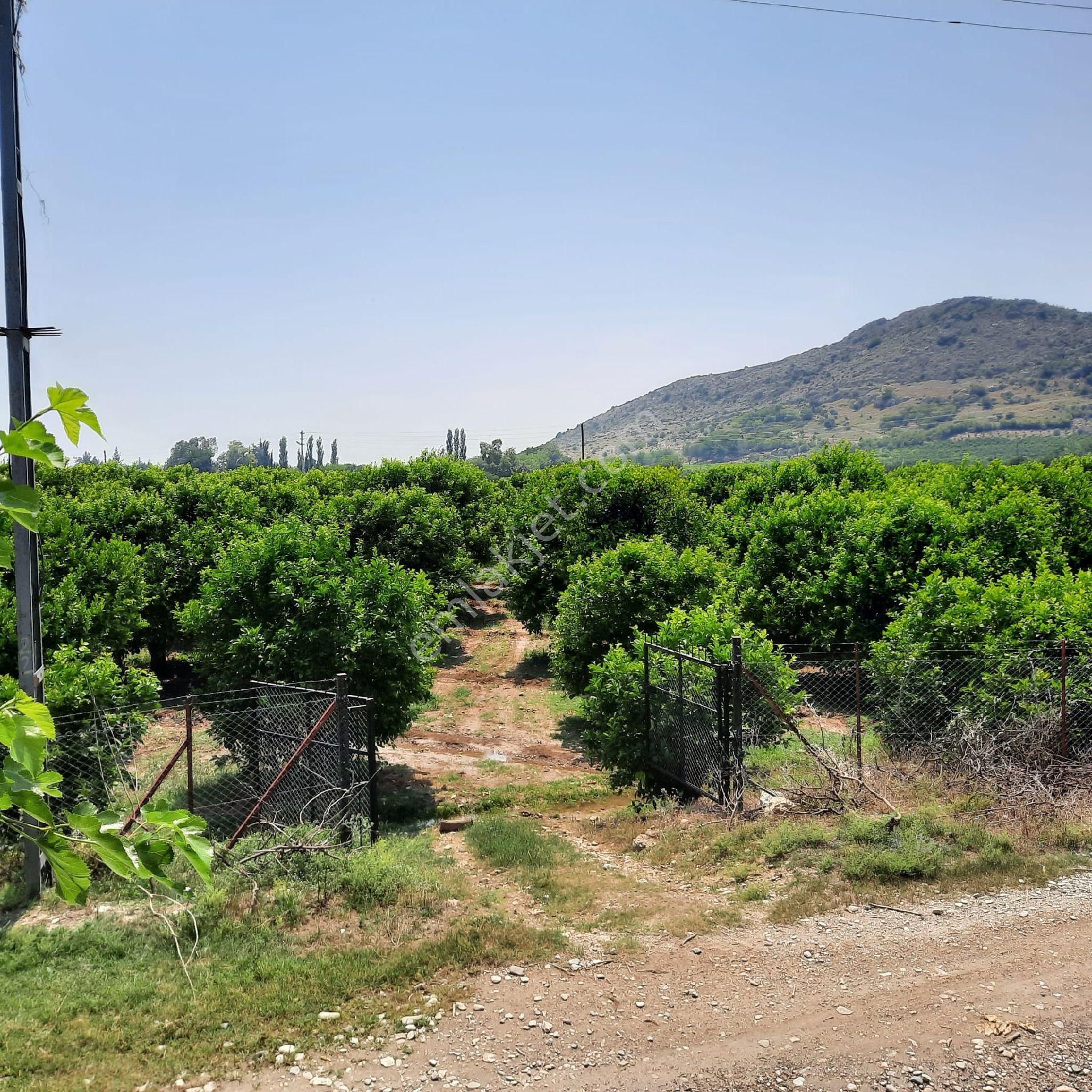 Kozan Işıklı Satılık Arazi sahibinden satılık narenciye ve zeytinlik