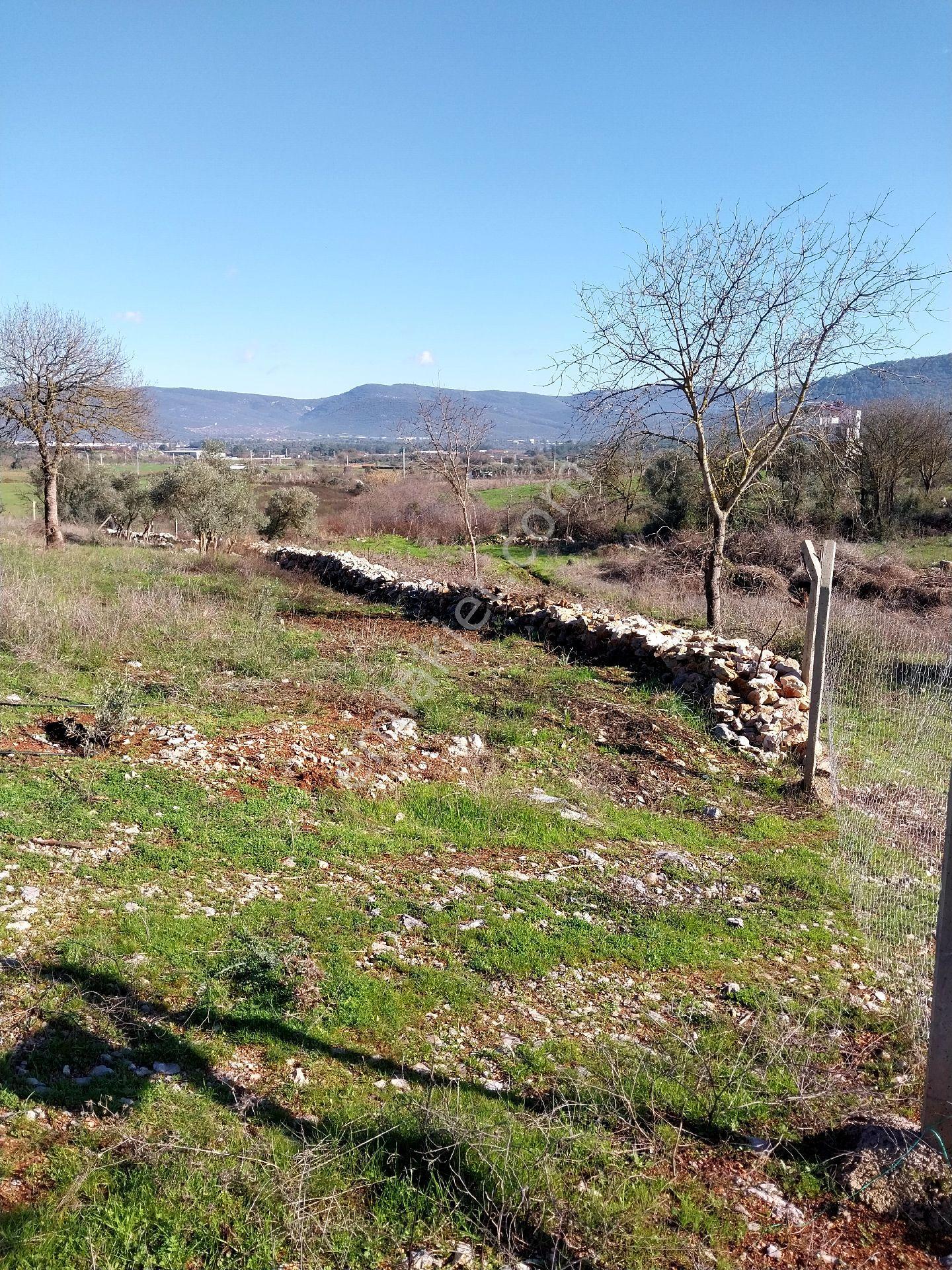 Denıze Yakın Tek Tapu Zeytınlık - Görsel 3