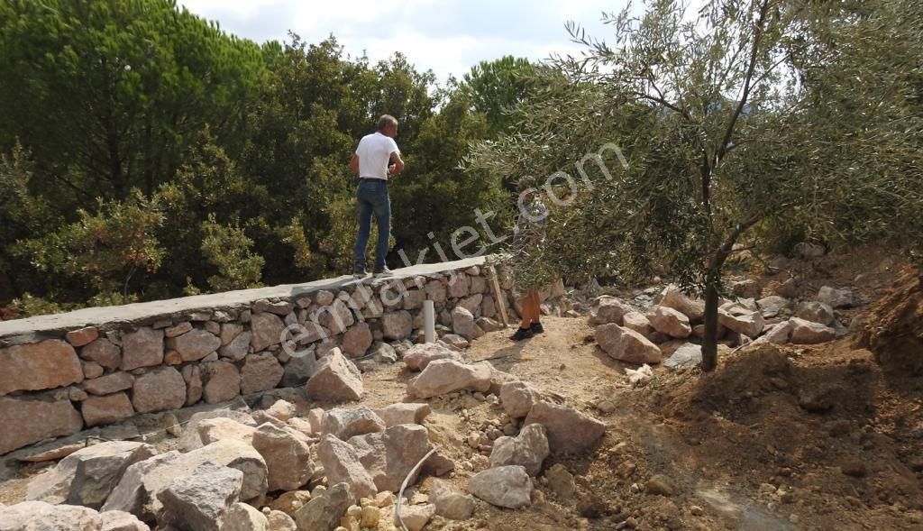 Satılık Yatırımlık Zeytin Bahçesi Tarla - Görsel 15