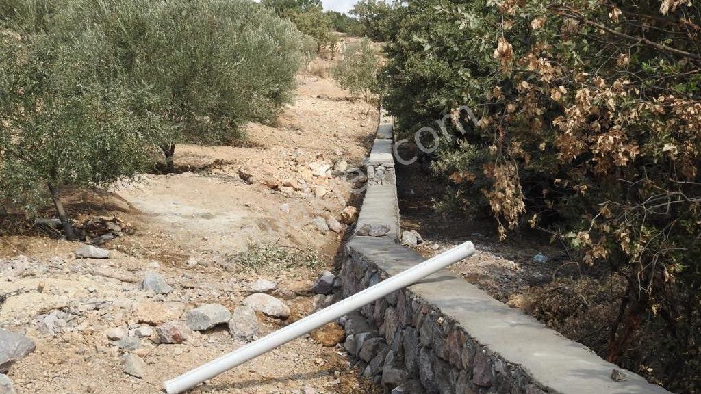 Satılık Yatırımlık Zeytin Bahçesi Tarla - Görsel 18