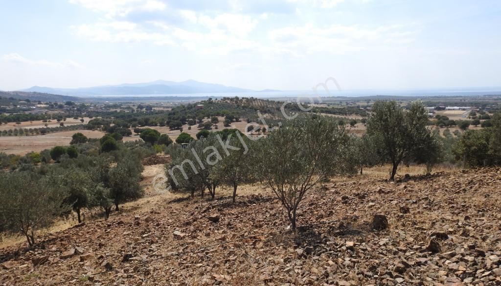 Satılık Yatırımlık Zeytin Bahçesi Tarla - Görsel 11