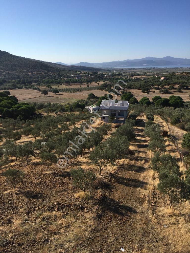 Satılık Yatırımlık Zeytin Bahçesi Tarla - Görsel 4