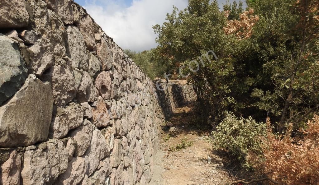 Satılık Yatırımlık Zeytin Bahçesi Tarla - Görsel 16