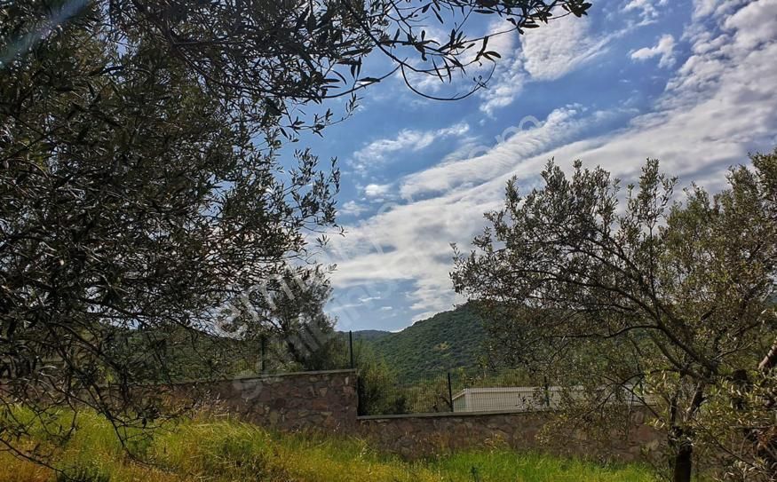 Nyc Gayrimenkul Satılık Yatırımlık 7 Dönüm Zeytın Bahçesı Tarla - Görsel 14