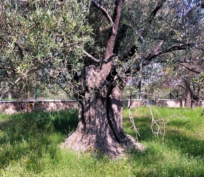 Nyc Gayrimenkul Satılık Yatırımlık 7 Dönüm Zeytın Bahçesı Tarla - Görsel 16