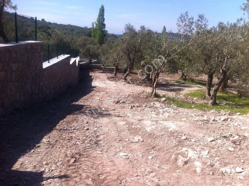 Nyc Gayrimenkul Satılık Yatırımlık 7 Dönüm Zeytın Bahçesı Tarla - Görsel 9