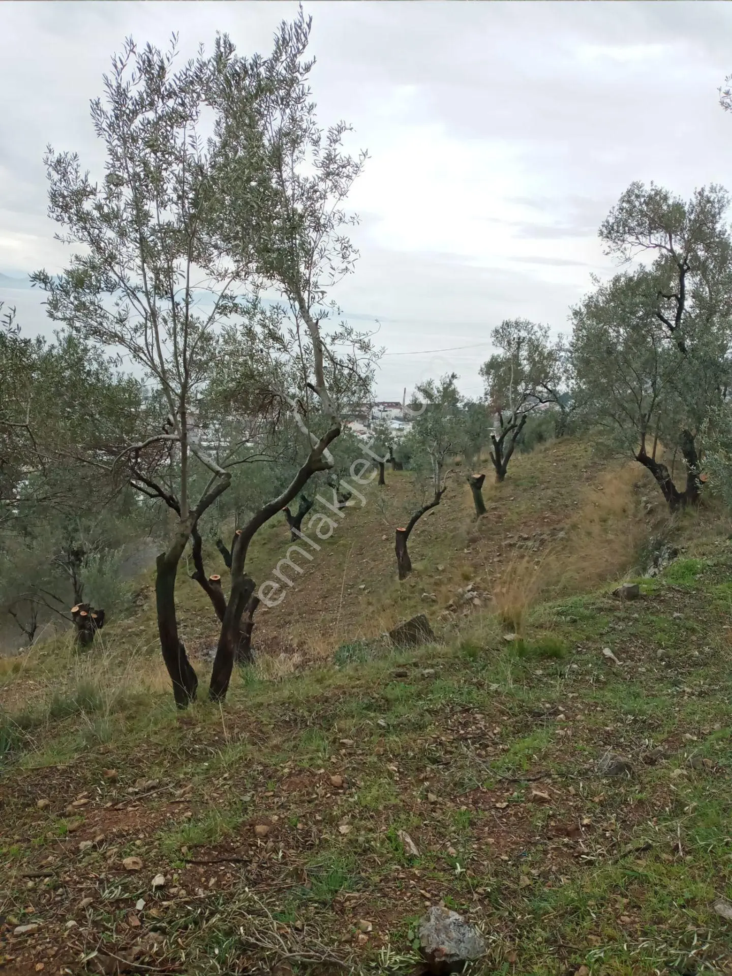 Edremit Güre'de Satılık İmarlı Arsa - Görsel 5