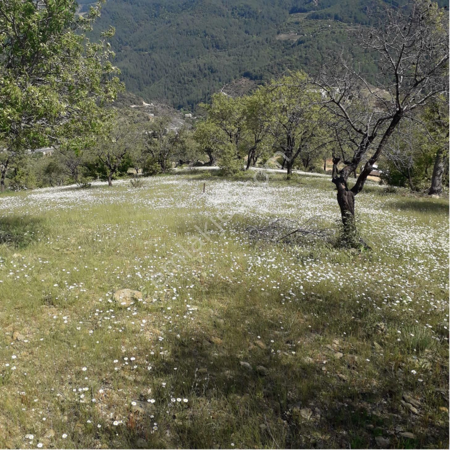 Alanya Güney Satılık Tarla Güney köyünde 1338m2