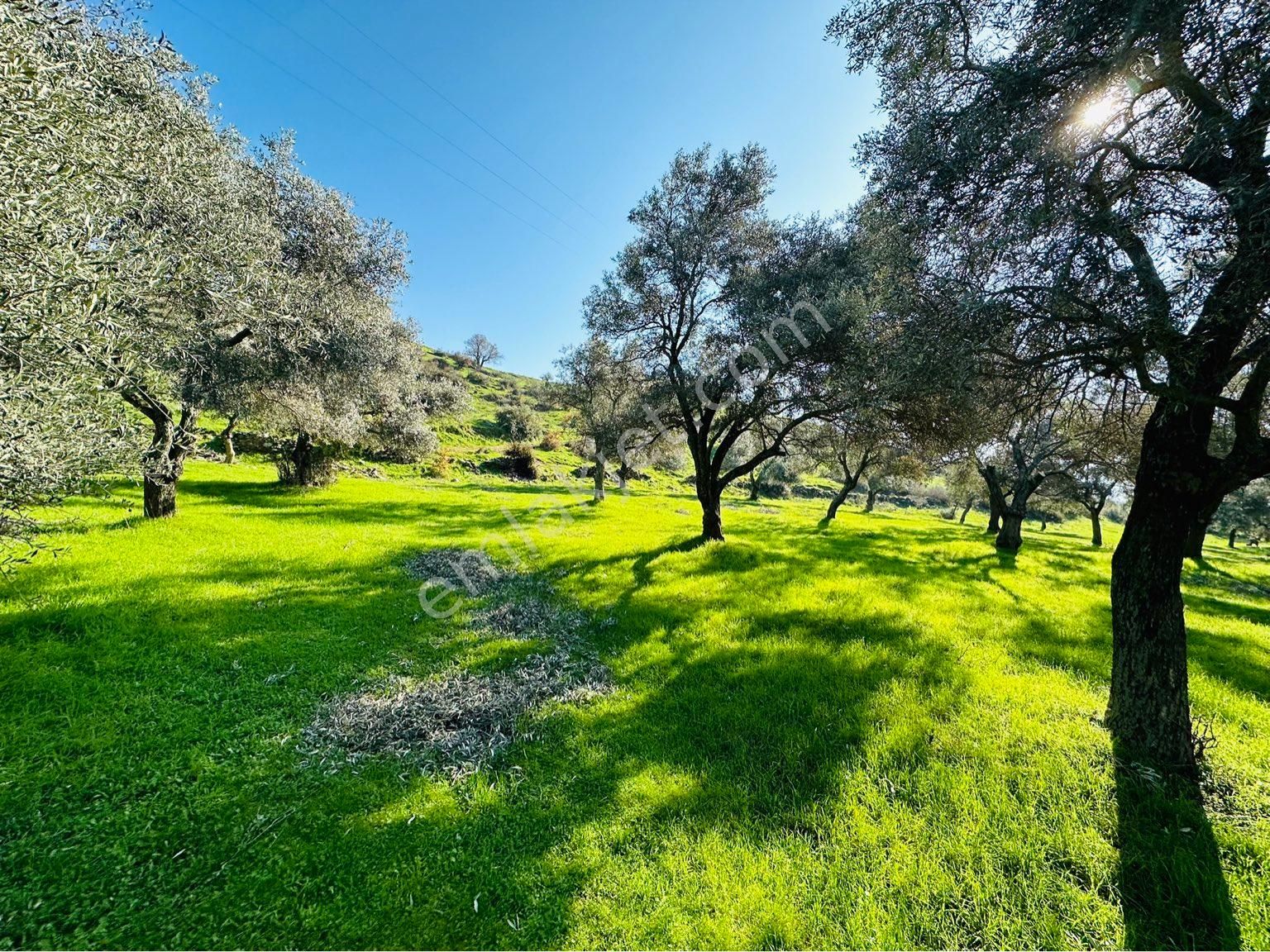 Bayındır Satılık Zeytinlik Buruncuk Köyü 6600 M2 Yol Kenarı Köye Yakın - Görsel 6
