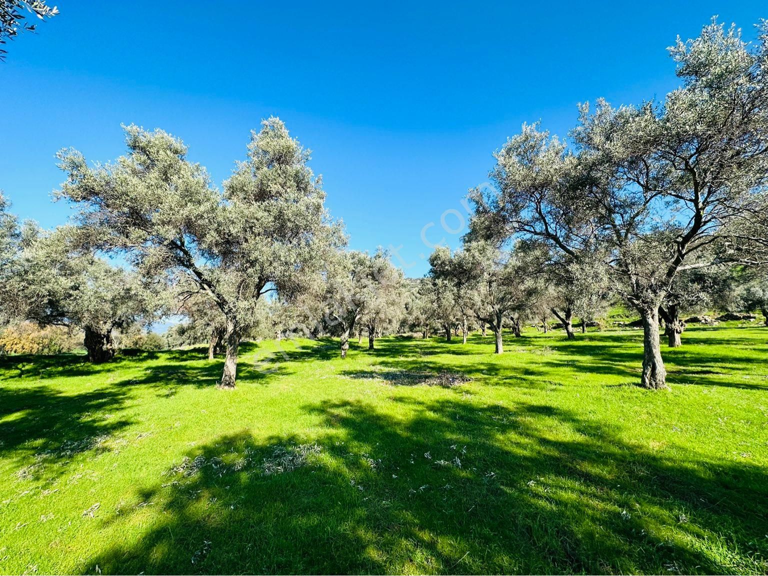 Bayındır Satılık Zeytinlik Buruncuk Köyü 6600 M2 Yol Kenarı Köye Yakın - Görsel 17