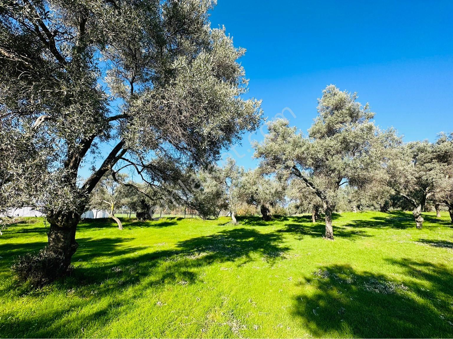 Bayındır Satılık Zeytinlik Buruncuk Köyü 6600 M2 Yol Kenarı Köye Yakın - Görsel 22