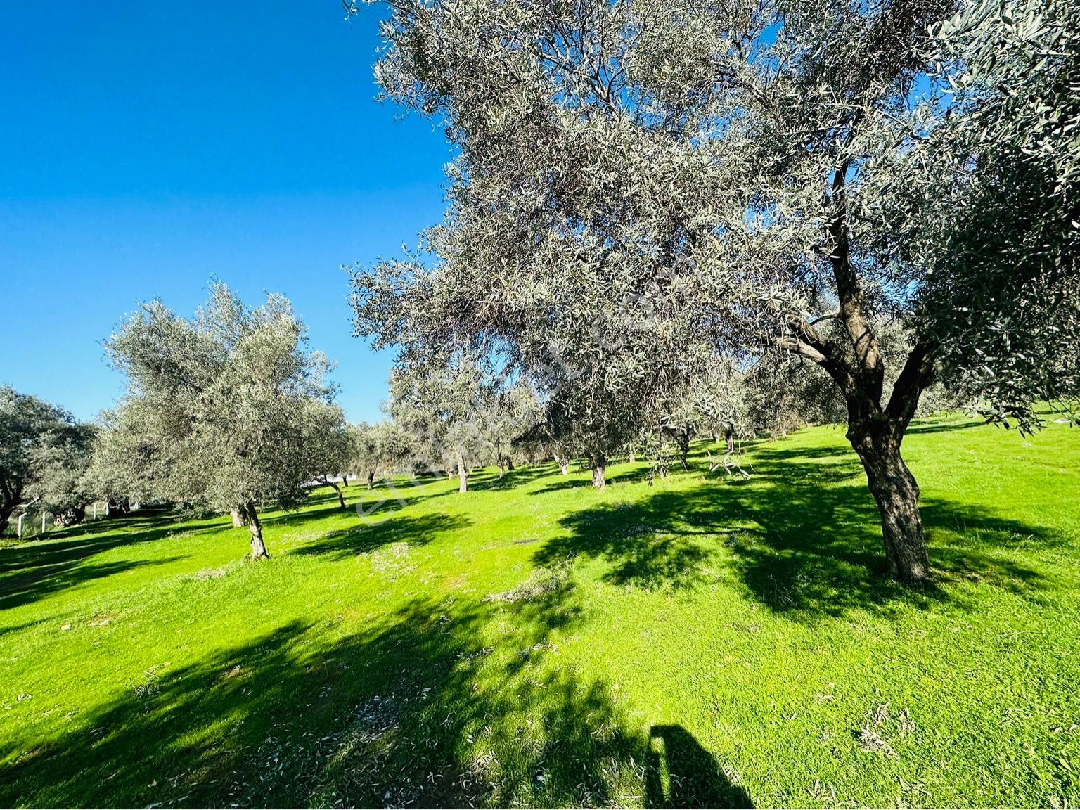 Bayındır Satılık Zeytinlik Buruncuk Köyü 6600 M2 Yol Kenarı Köye Yakın - Görsel 33