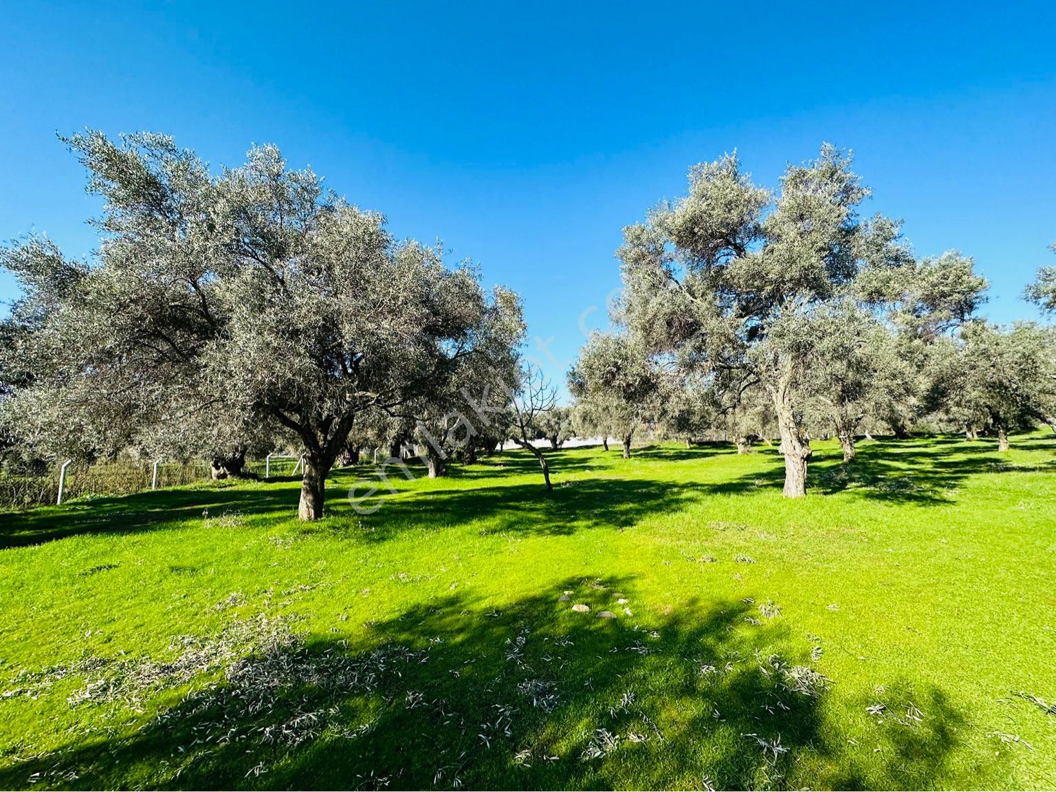 Bayındır Satılık Zeytinlik Buruncuk Köyü 6600 M2 Yol Kenarı Köye Yakın - Görsel 31