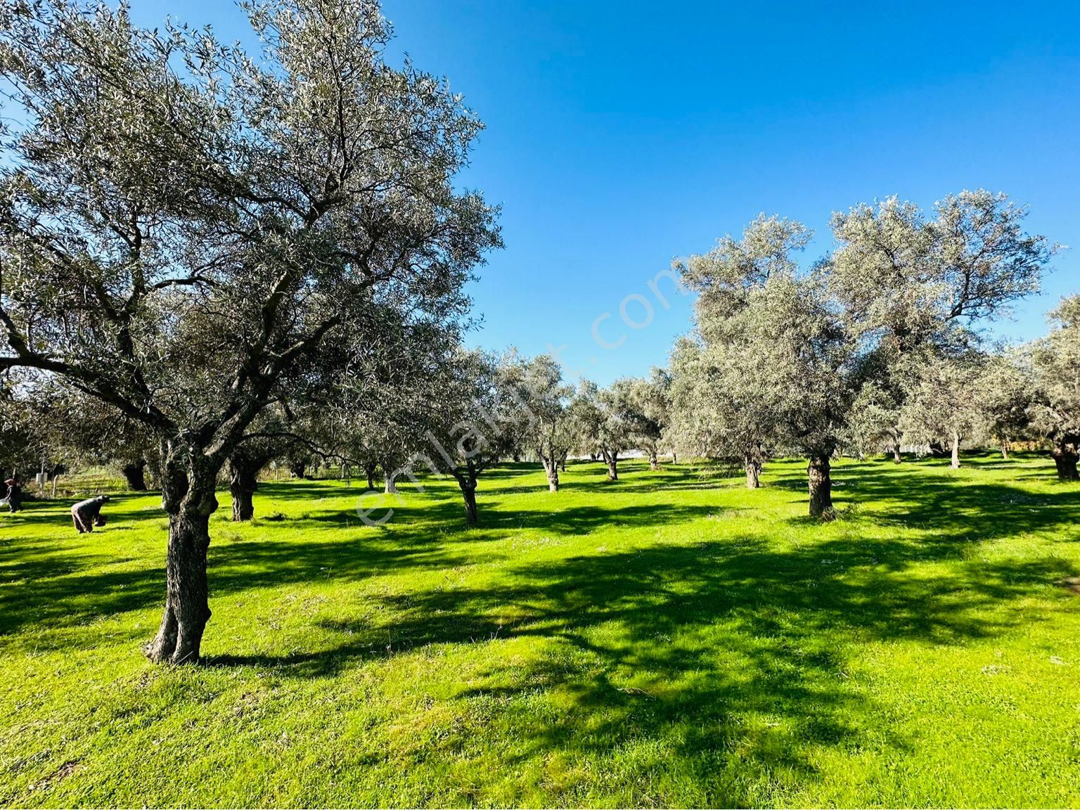 Bayındır Buruncuk Satılık Zeytinlik Bayındır satılık zeytinlik buruncuk köyü 6600 m2 yol kenarı köye yakın