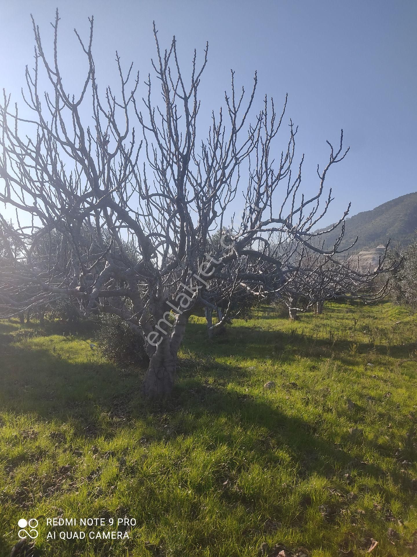 Kuyucak Gencelli Satılık Tarla Gencelli 10 Dönüm İncir Ve Zeytin Bahçesi