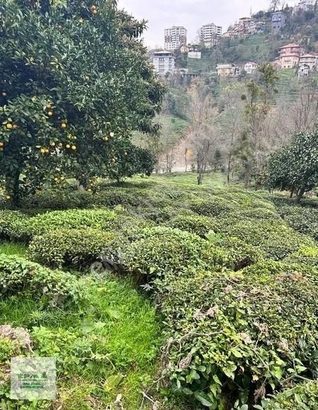 Rize Merkez Çamlıbel Satılık Villa İmarlı RİZE MERKEZ ÇAMLIBEL MAHALLESİNDE İMARLI ARSA