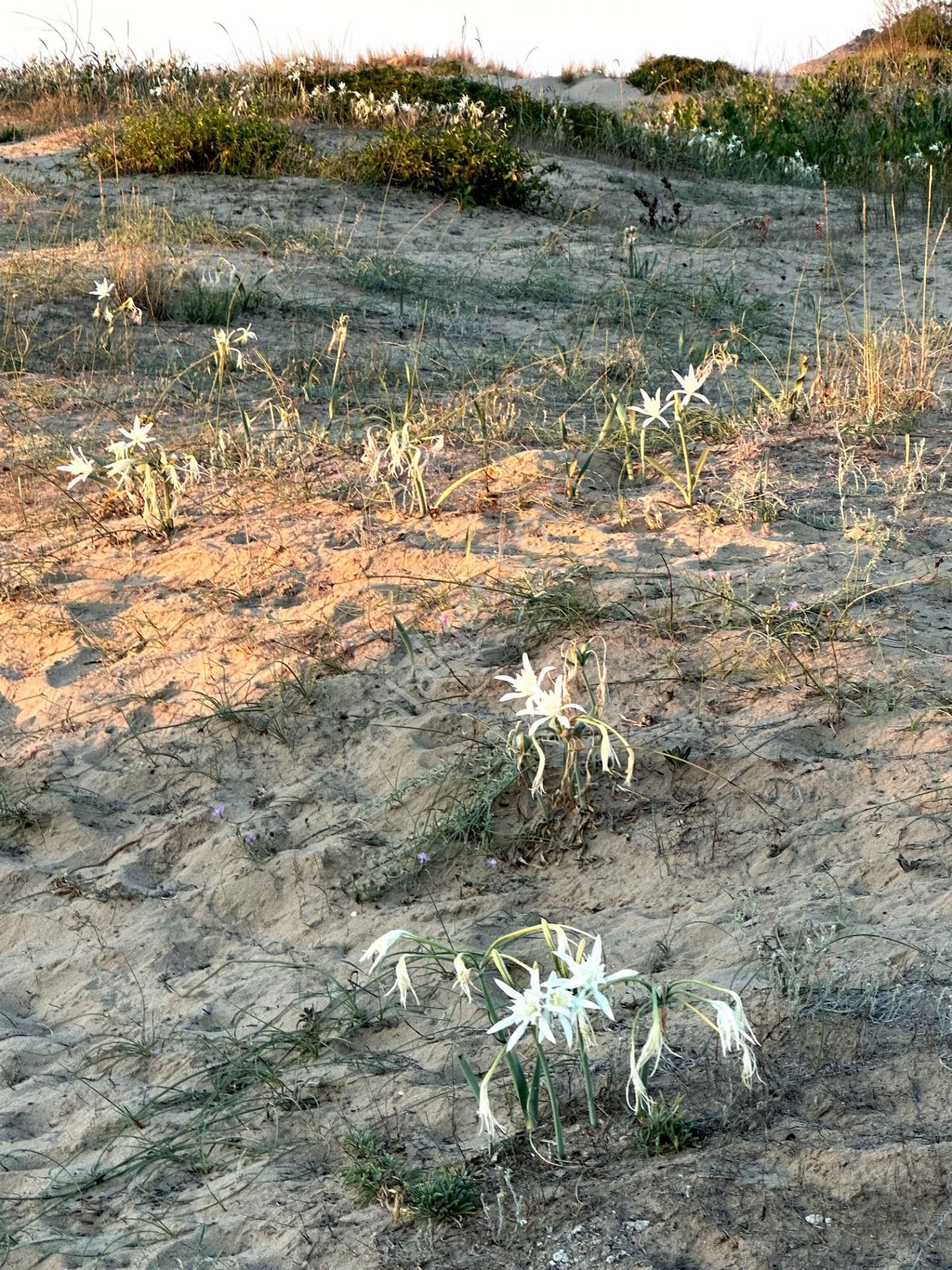 Şile Kumbaba 6+2 Deniz Manzaralı Villa - Görsel 13