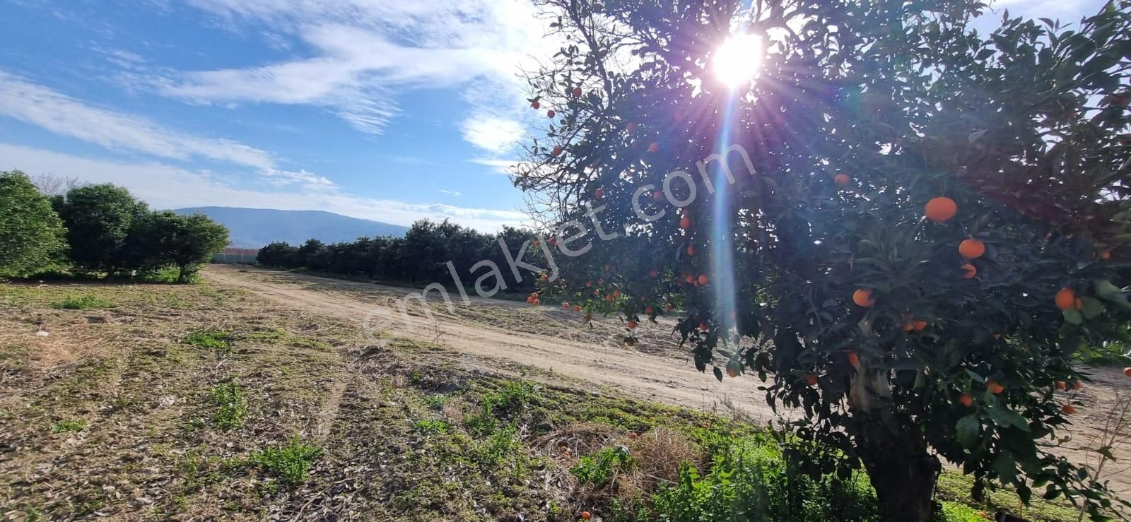 Tombul Emlaktan Atça Mahallesinde Satılık Bahçe - Görsel 4