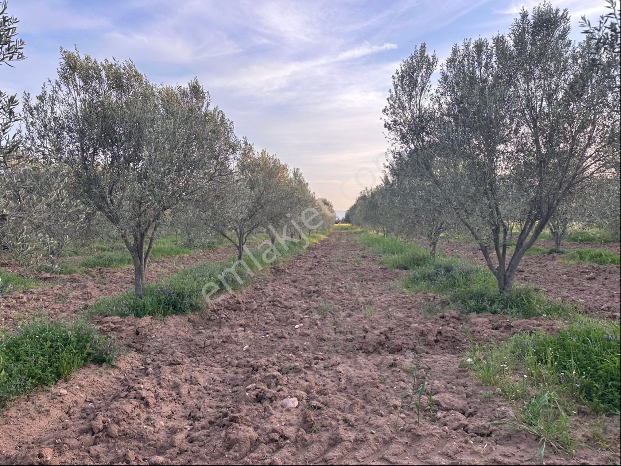 Bergama Sarıcalar Satılık 8.060 M2 İki Yüz Ağaç Zeytinlik - Görsel 14
