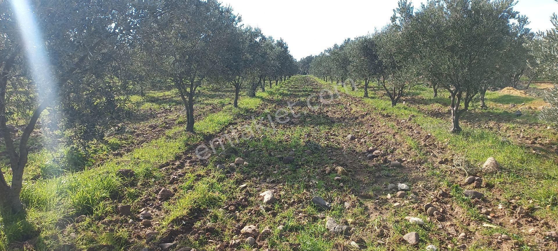 Bergama Sarıcalar Satılık 8.060 M2 İki Yüz Ağaç Zeytinlik - Görsel 6