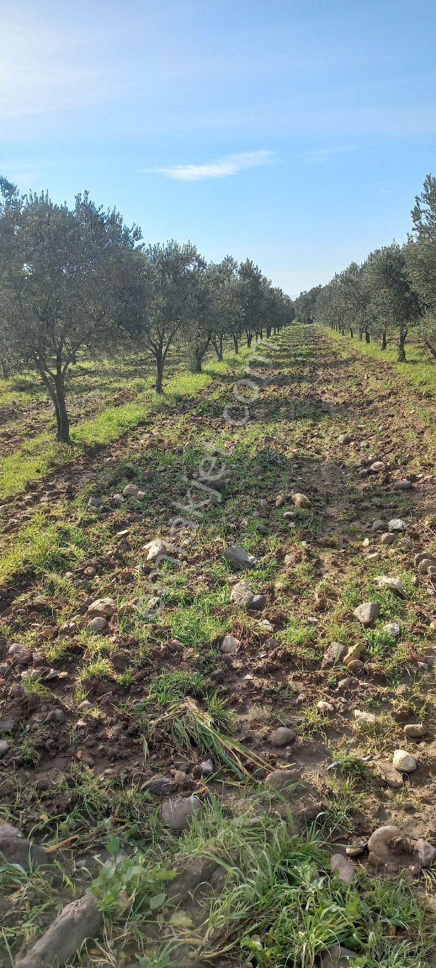 Bergama Sarıcalar Satılık 8.060 M2 İki Yüz Ağaç Zeytinlik - Görsel 7