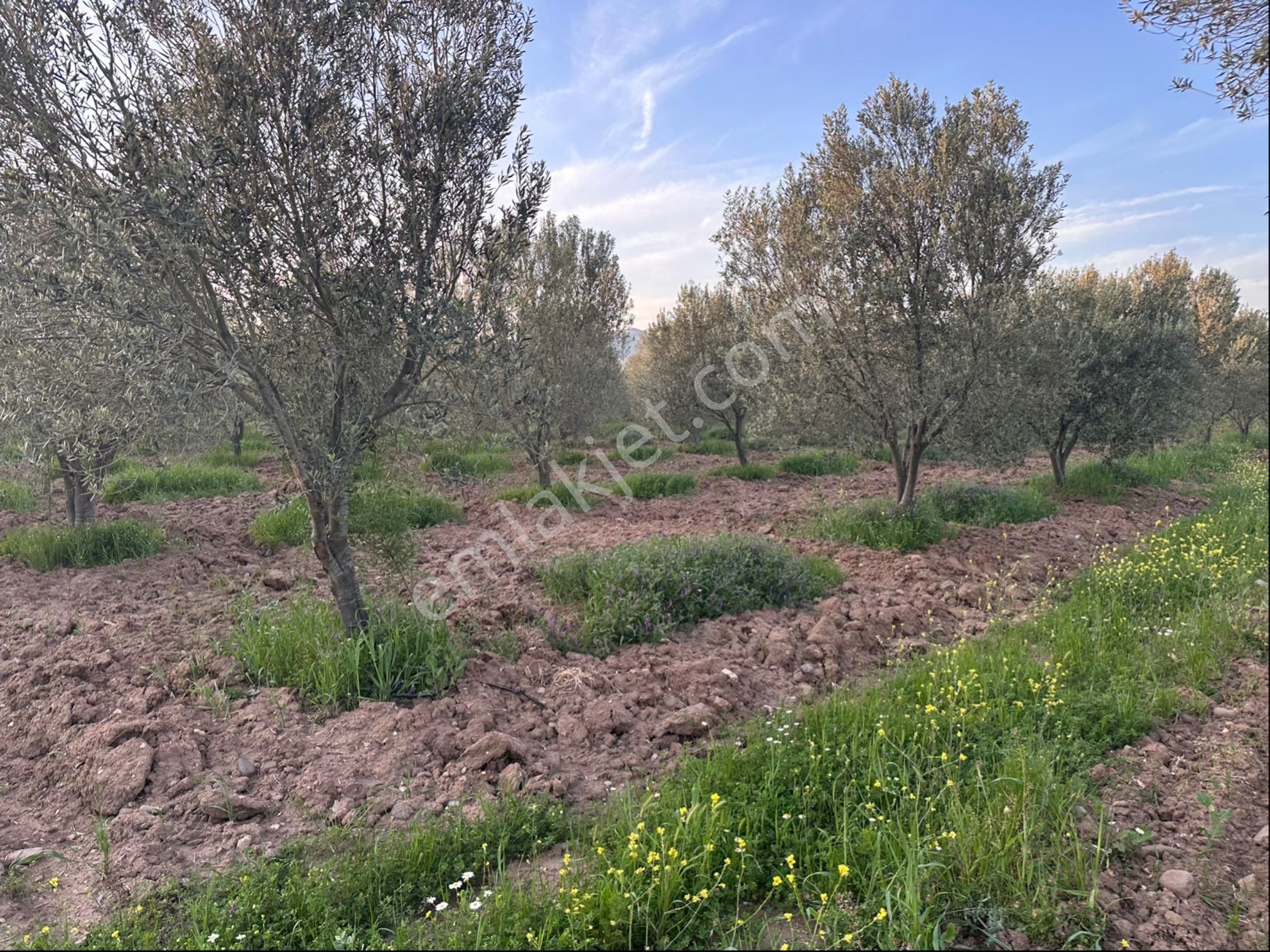 Bergama Sarıcalar Satılık 8.060 M2 İki Yüz Ağaç Zeytinlik - Görsel 10
