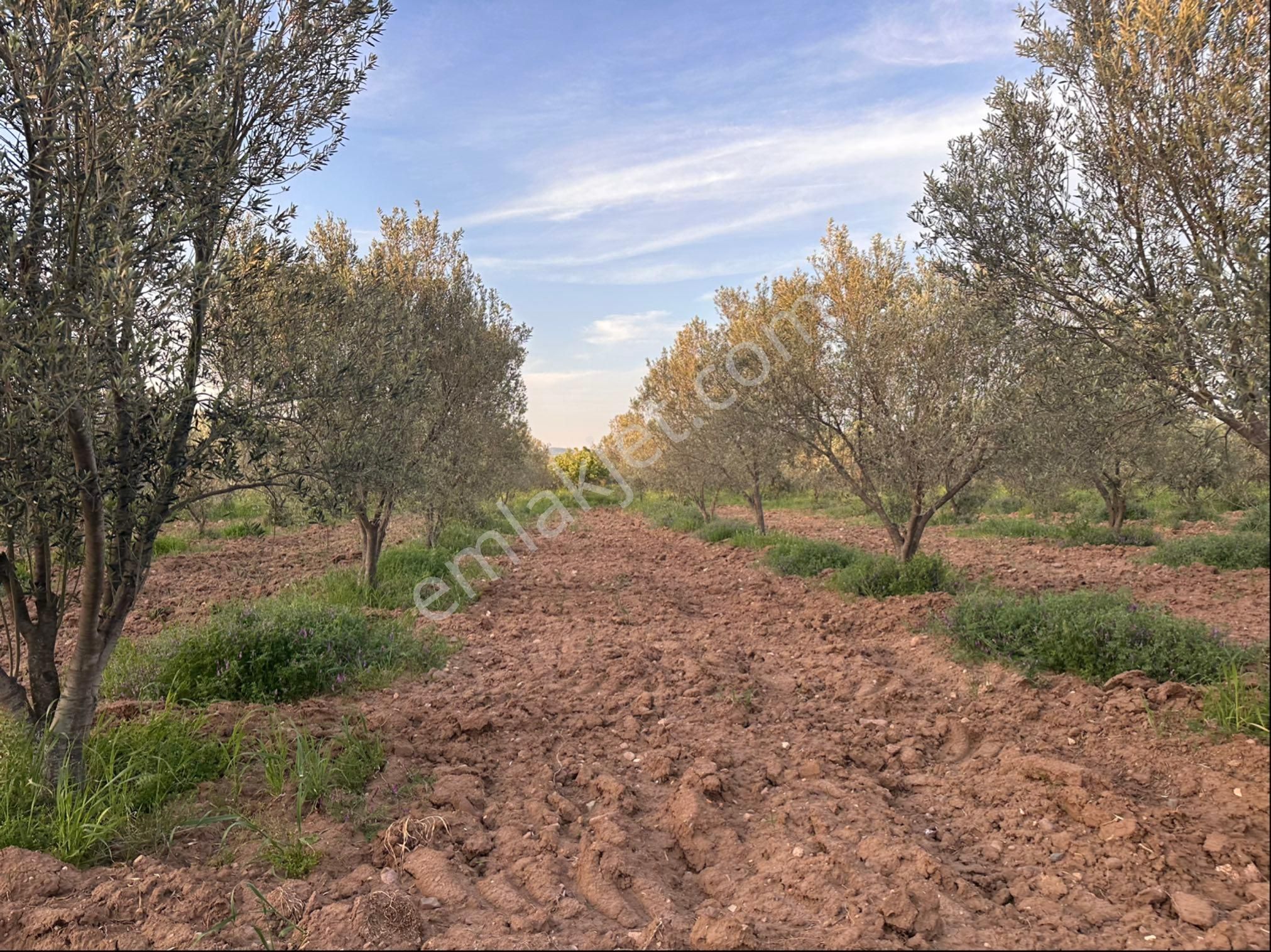 Bergama Sarıcalar Satılık 8.060 M2 İki Yüz Ağaç Zeytinlik - Görsel 15