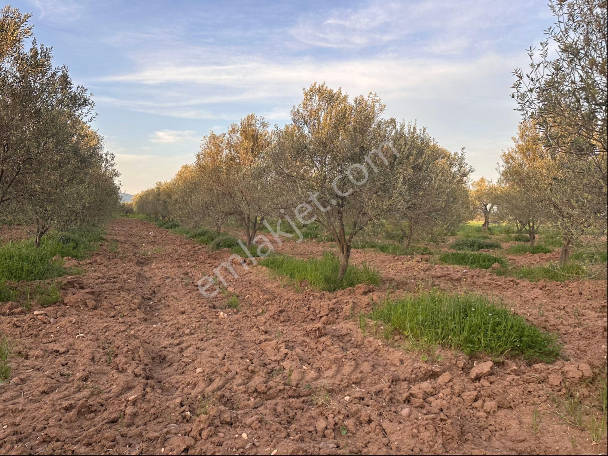Bergama Sarıcalar Satılık 8.060 M2 İki Yüz Ağaç Zeytinlik - Görsel 11