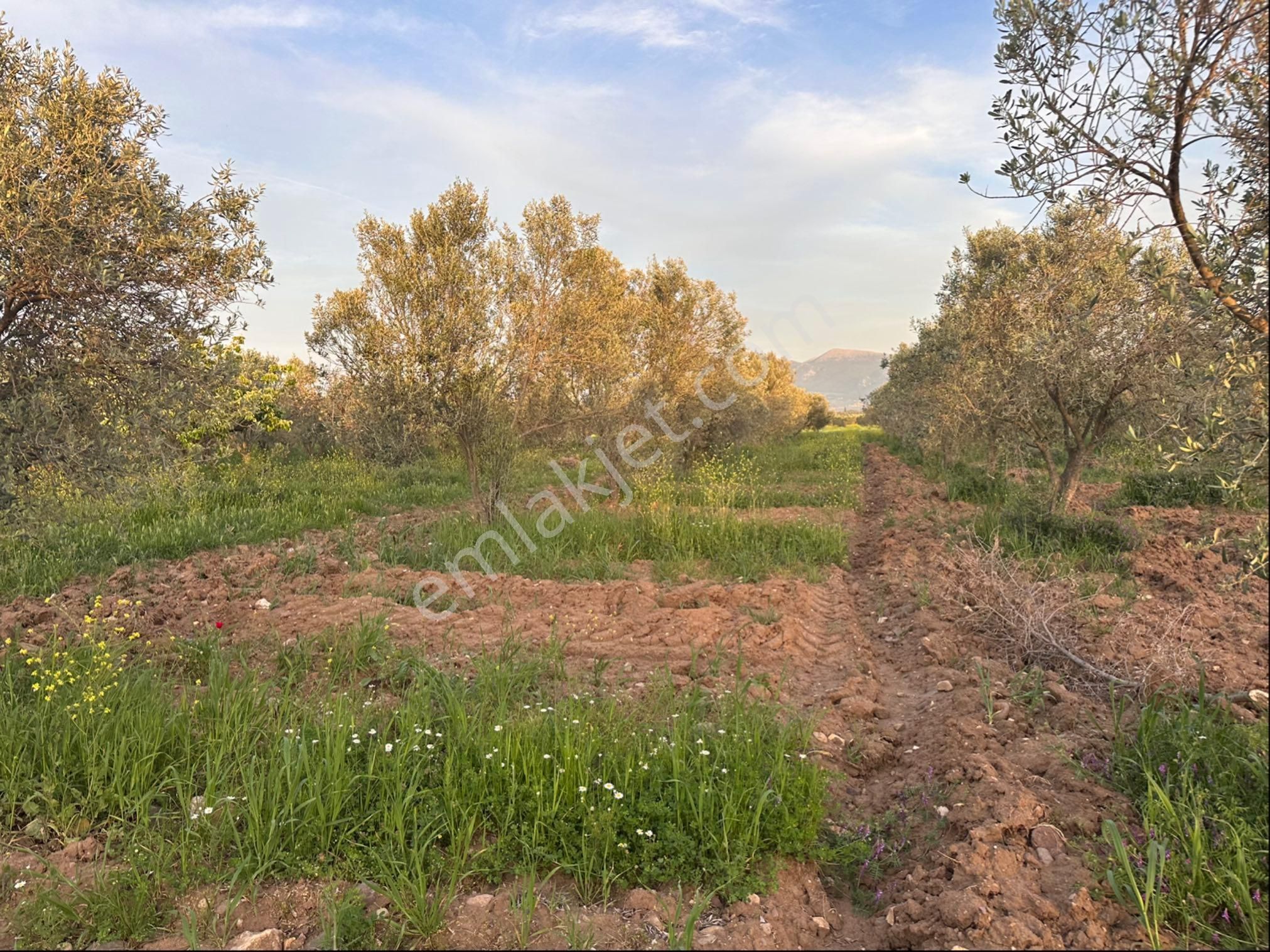 Bergama Sarıcalar Satılık 8.060 M2 İki Yüz Ağaç Zeytinlik - Görsel 17