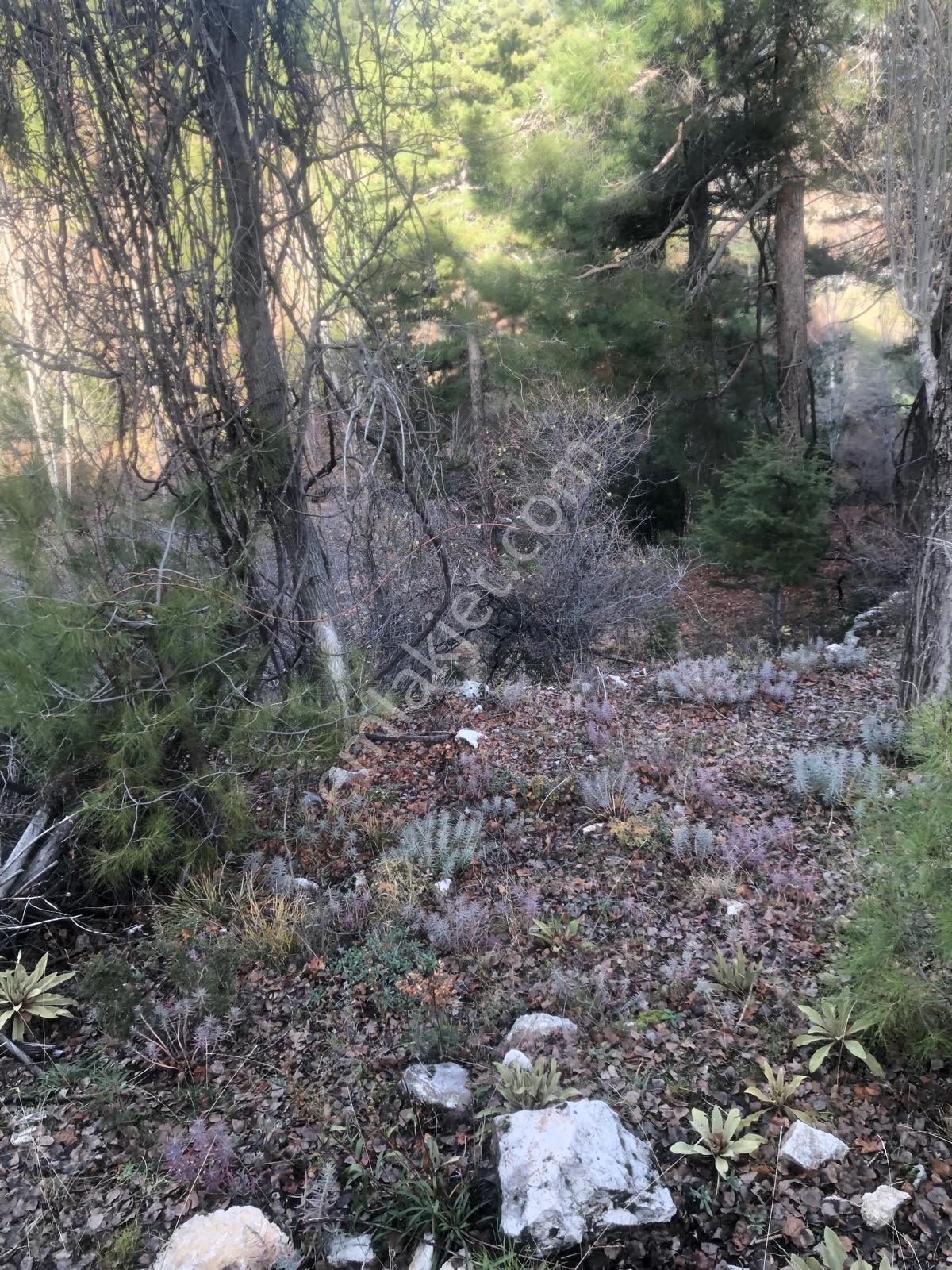 Kaş Sütleğen De Köyün İçinde Satılık Tarla - Görsel 18