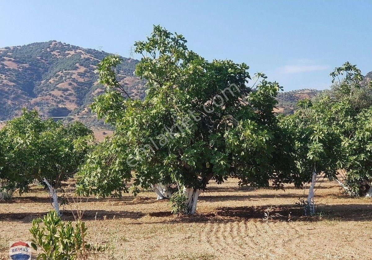 Aydın Germencik'de 9500 M2 Satılık İncir Bahçesi - Görsel 11