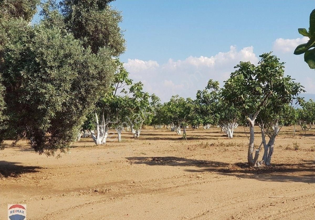 Aydın Germencik'de 9500 M2 Satılık İncir Bahçesi - Görsel 19