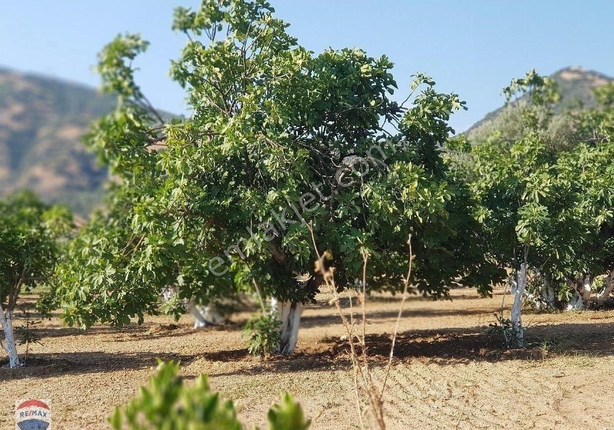 Aydın Germencik'de 9500 M2 Satılık İncir Bahçesi - Görsel 14