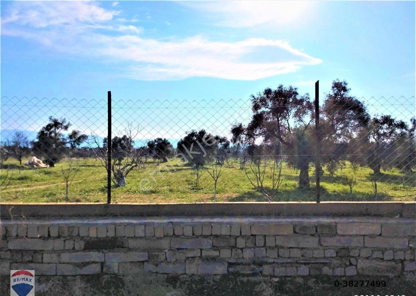 Aydın Germencik'de 9500 M2 Satılık İncir Bahçesi - Görsel 8