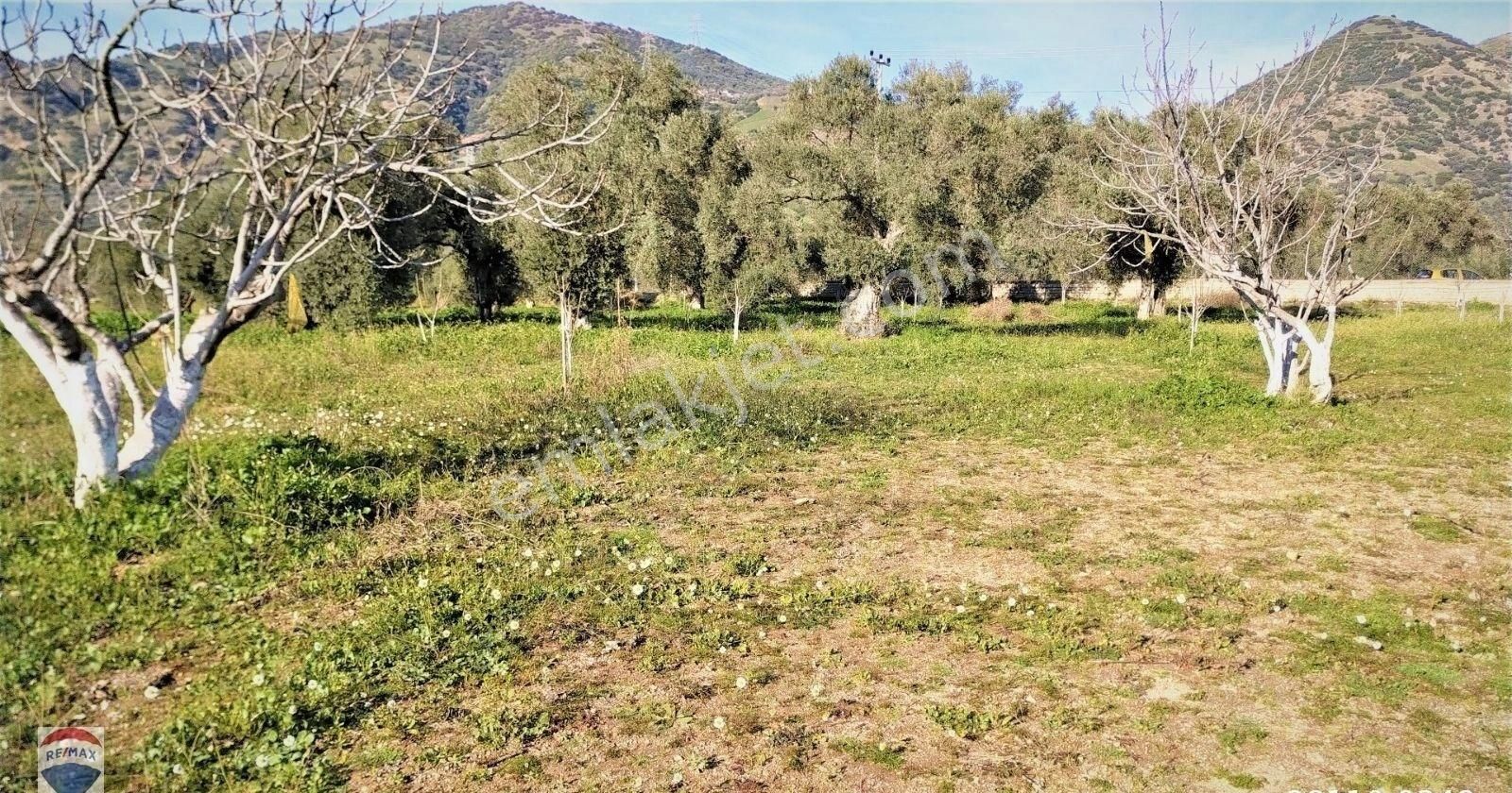 Aydın Germencik'de 9500 M2 Satılık İncir Bahçesi - Görsel 16