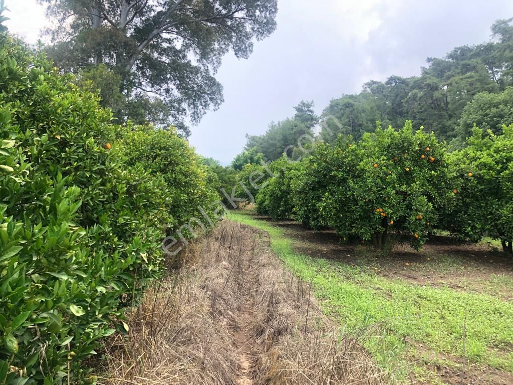Gökçe Nin En Güzel Fırsat Parseli - Görsel 10