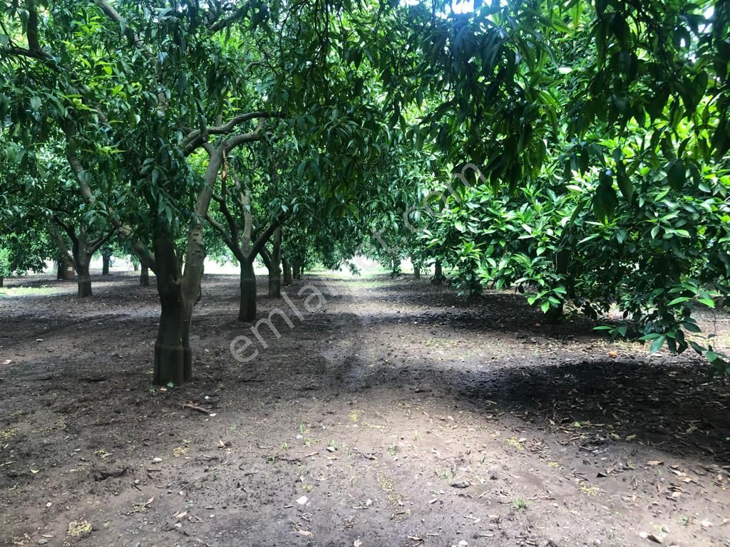 Gökçe Nin En Güzel Fırsat Parseli - Görsel 5