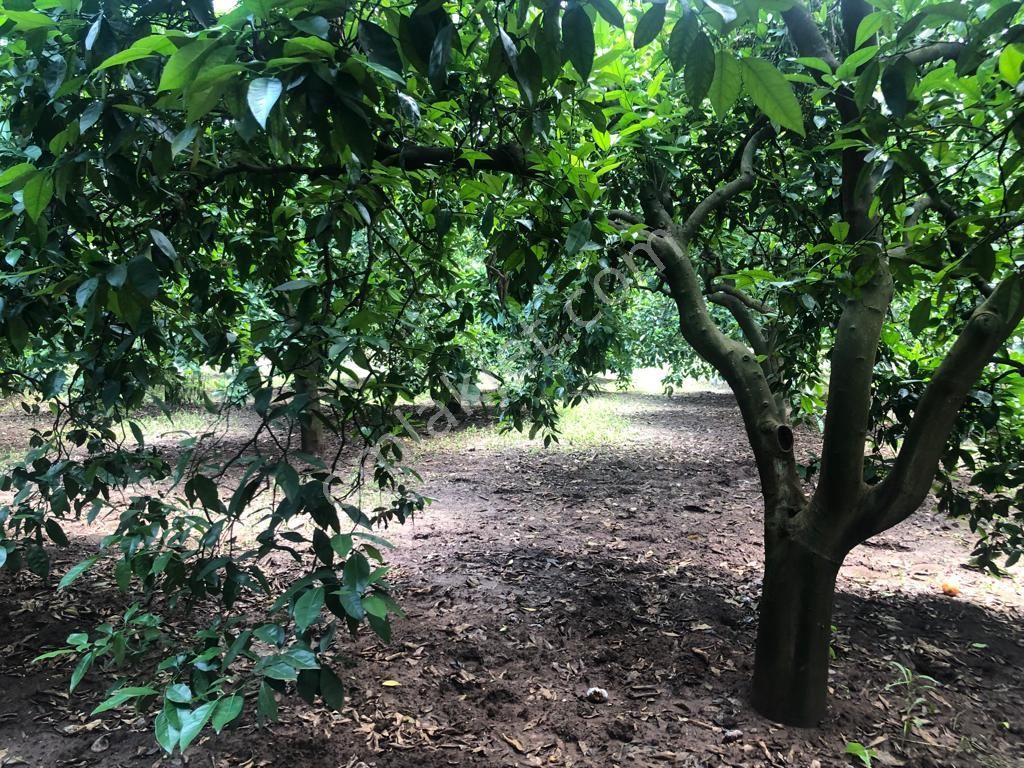 Gökçe Nin En Güzel Fırsat Parseli - Görsel 11