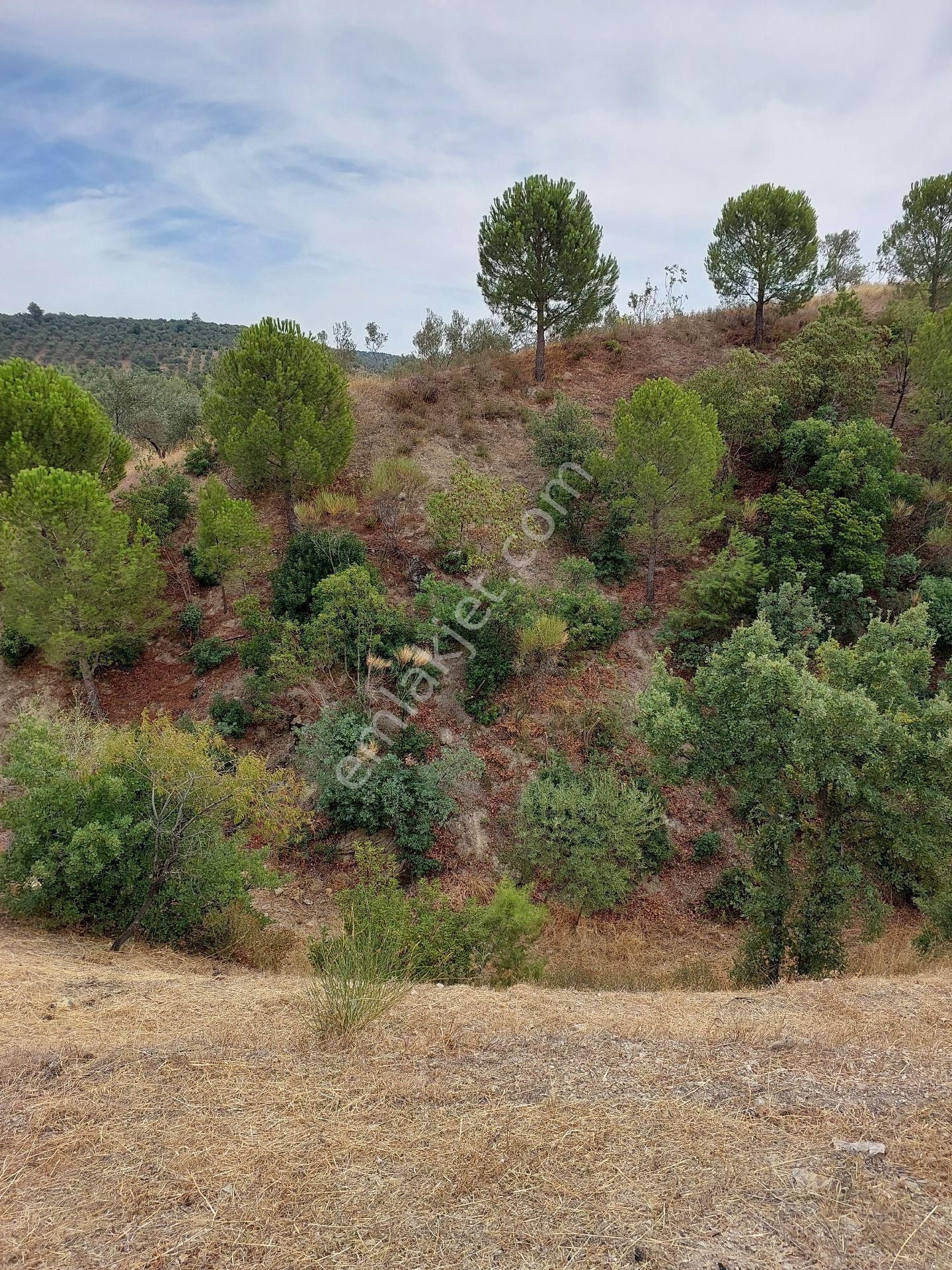 Acil Satılık, Yatırımlık Zeytinlik - Görsel 9