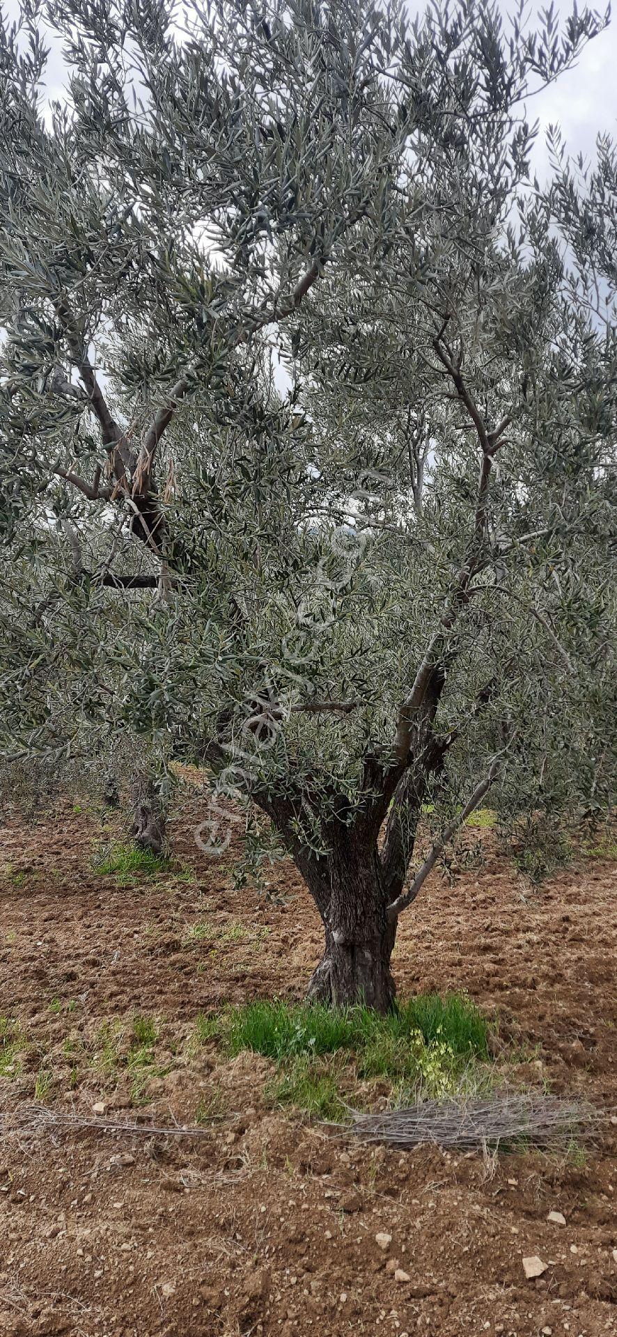 Acil Satılık, Yatırımlık Zeytinlik - Görsel 16