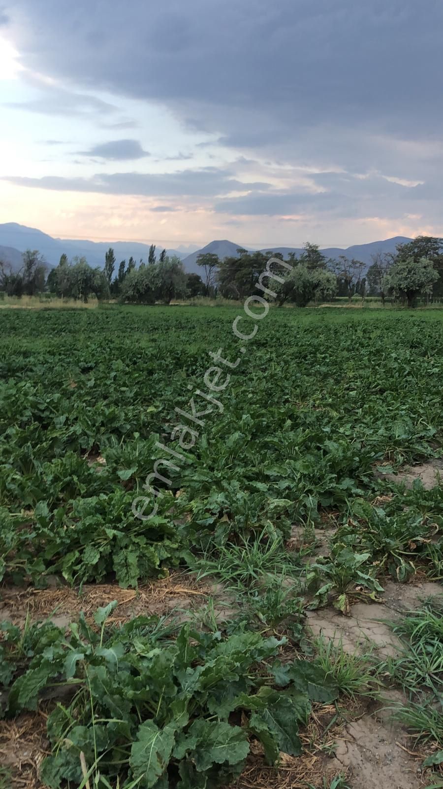 Satılık 9.042.71 M2 Sulu Tarla