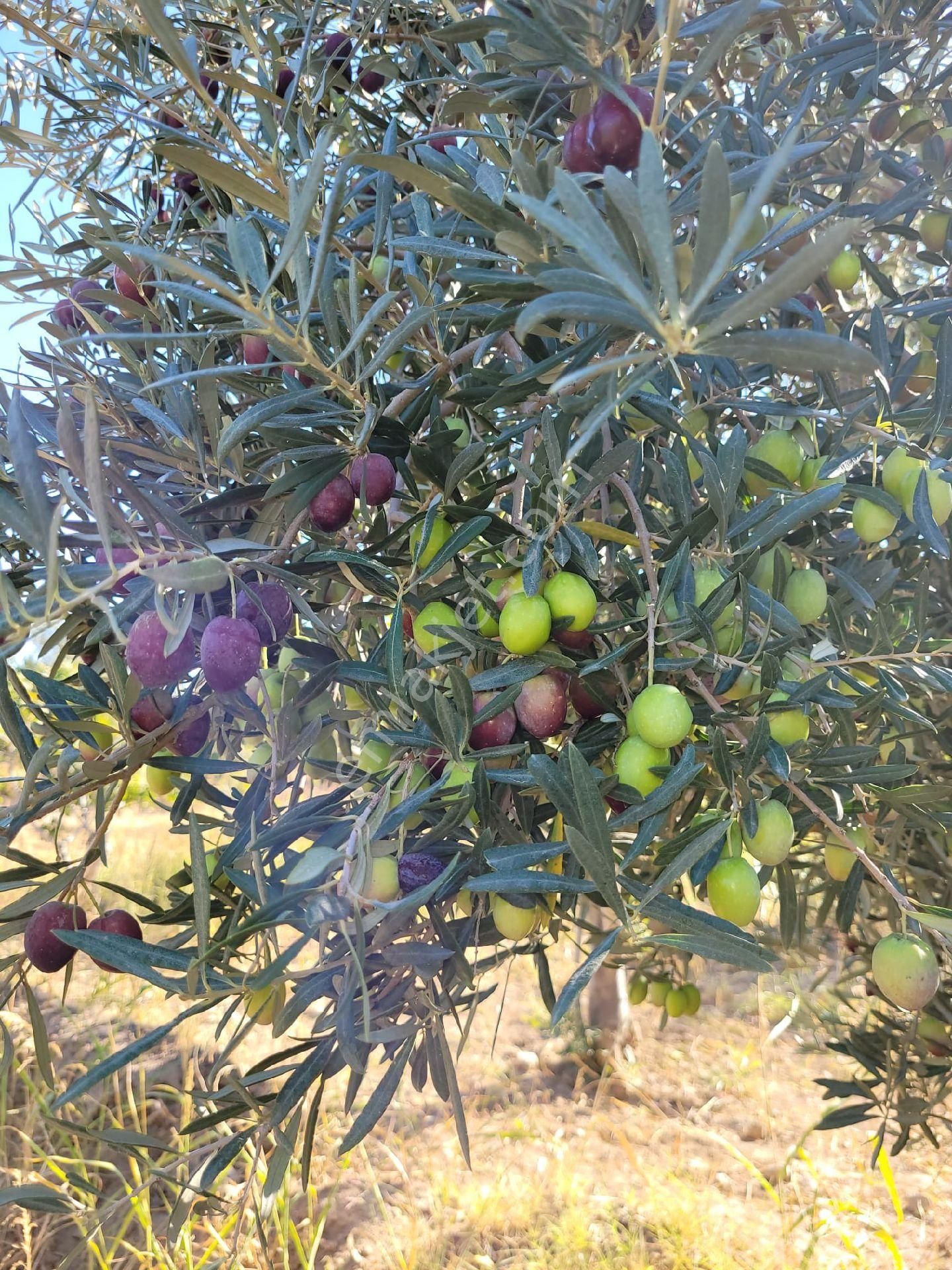 Buharkent 2600 M2 Asfalt Cepheli Savcıllı Mevkisi - Görsel 3