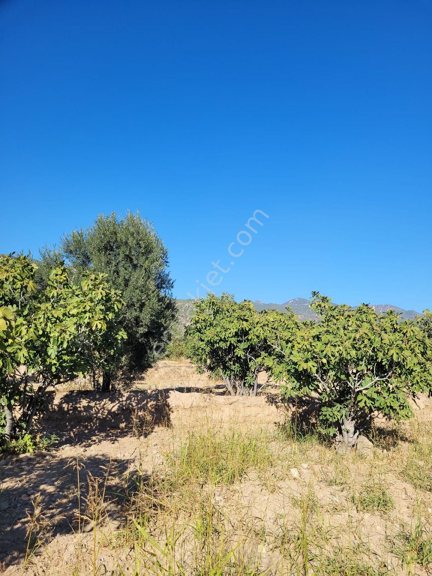 Buharkent 2600 M2 Asfalt Cepheli Savcıllı Mevkisi - Görsel 2