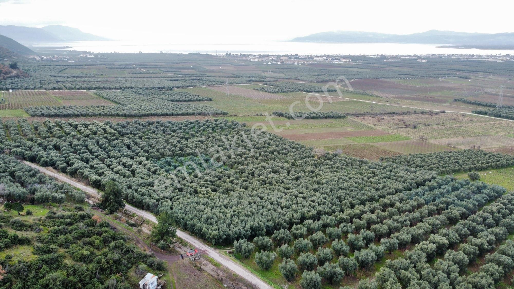 İznik Çamdibi Satılık Zeytinlik İznik çamdibi satılık asfalta cephe bahçe