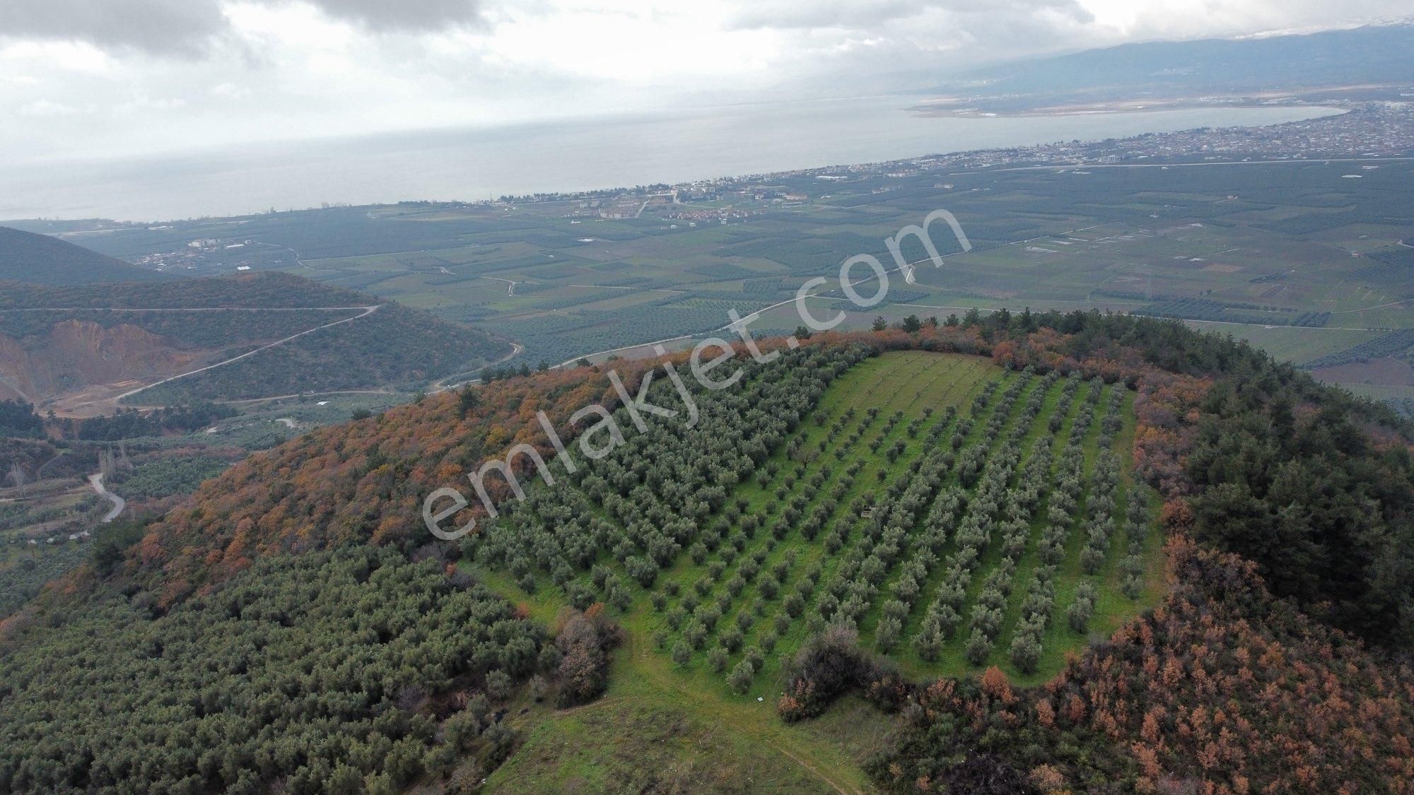 İznik Çamdibi Satılık Zeytinlik İznik Çamdibi Satılık Kıymetli Arsa