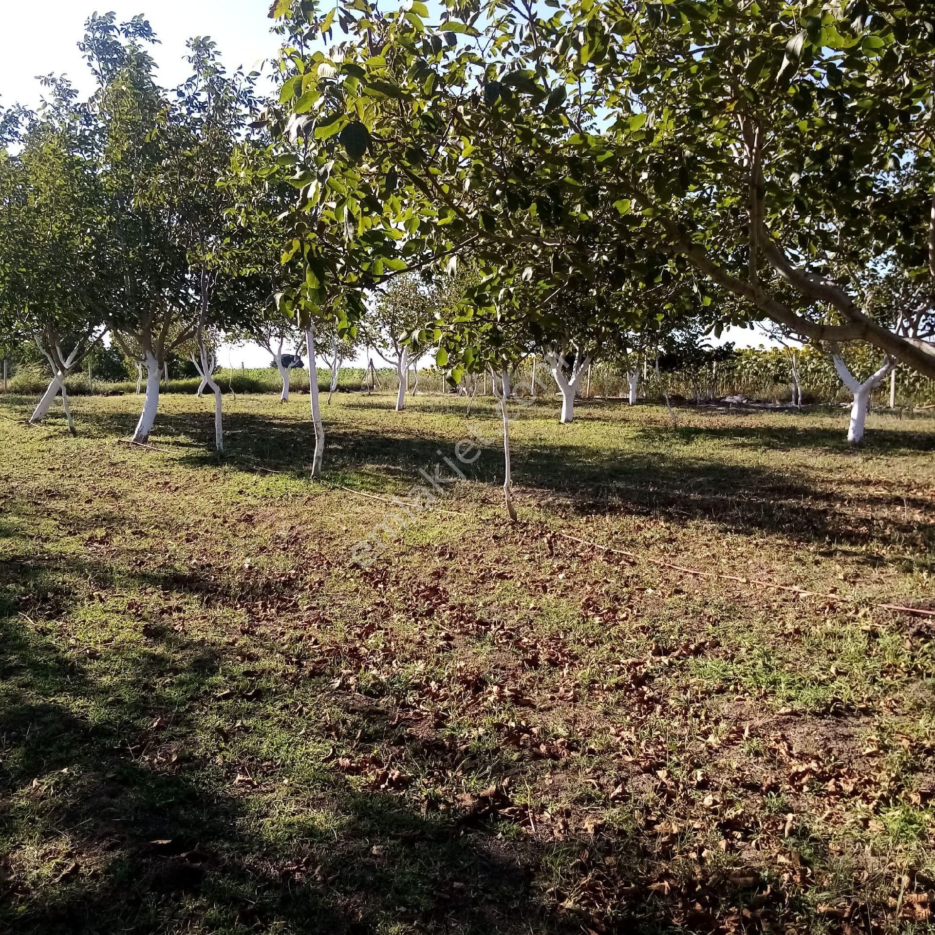 Bengisu Gayrimenkul Den Satılık Tarla - Görsel 12